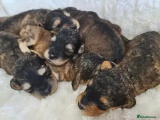 Cockapoo dogs Cockapoos. Licensed Breeder. DNA tested. Pershore - Advert 1