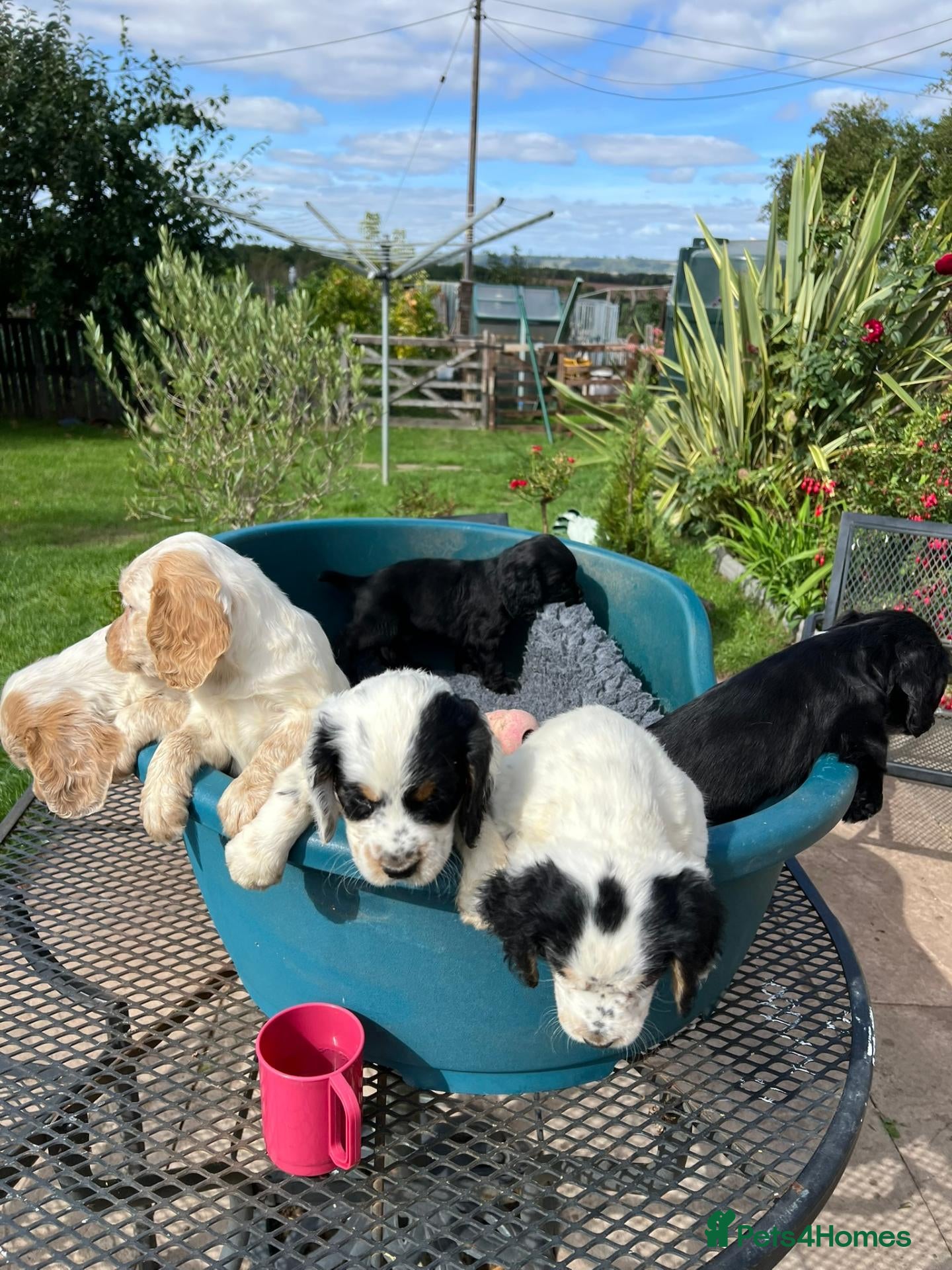 Cocker Spaniel dogs Working Cocker x Clumber Spaniel Puppiess - Advert 2