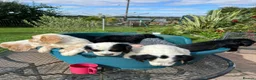 Cocker Spaniel dogs for sale: Working Cocker x Clumber Spaniel Puppiess - Advert 2