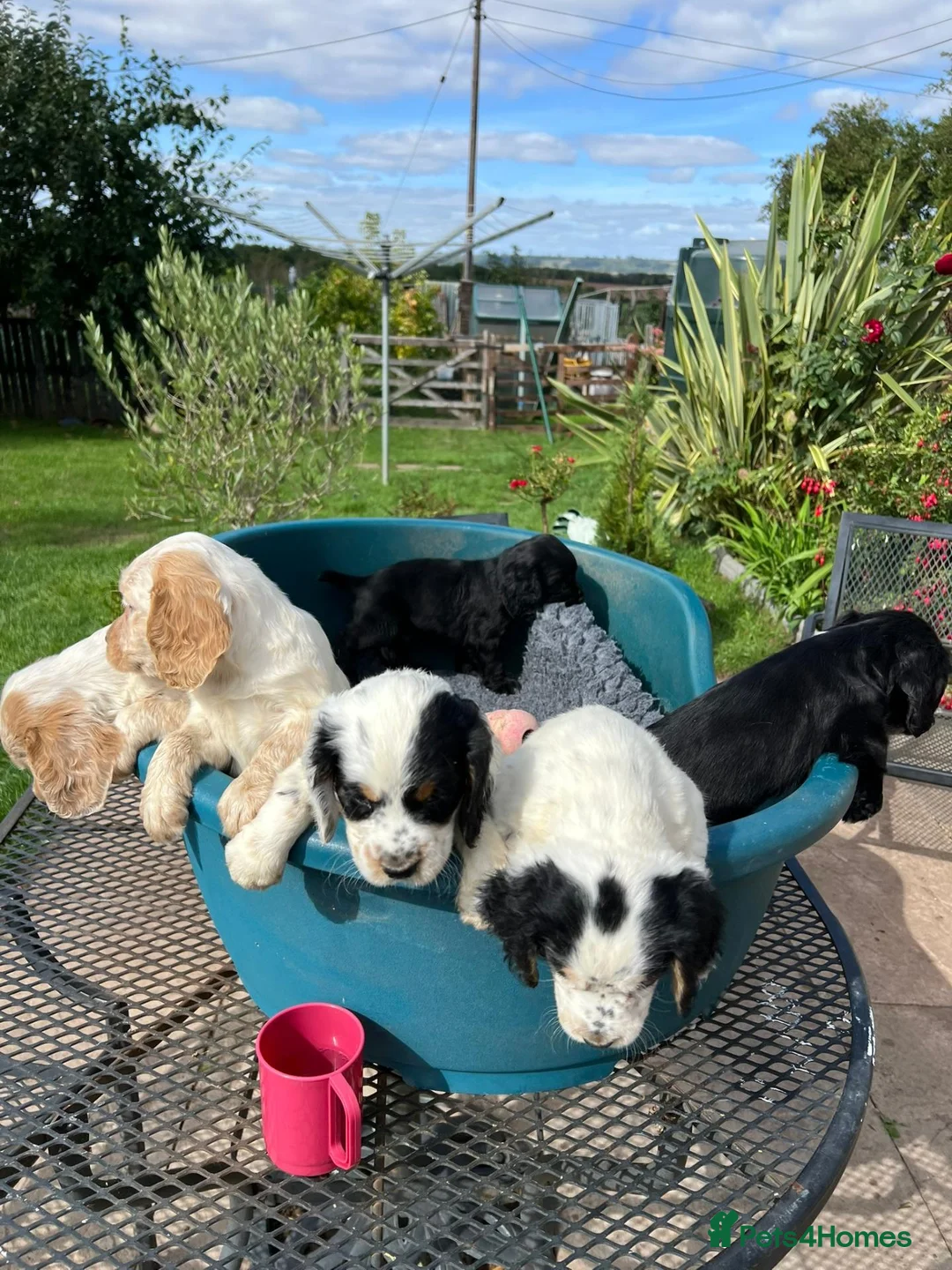 Cocker Spaniel dogs for sale: Working Cocker x Clumber Spaniel Puppiess - Advert 2
