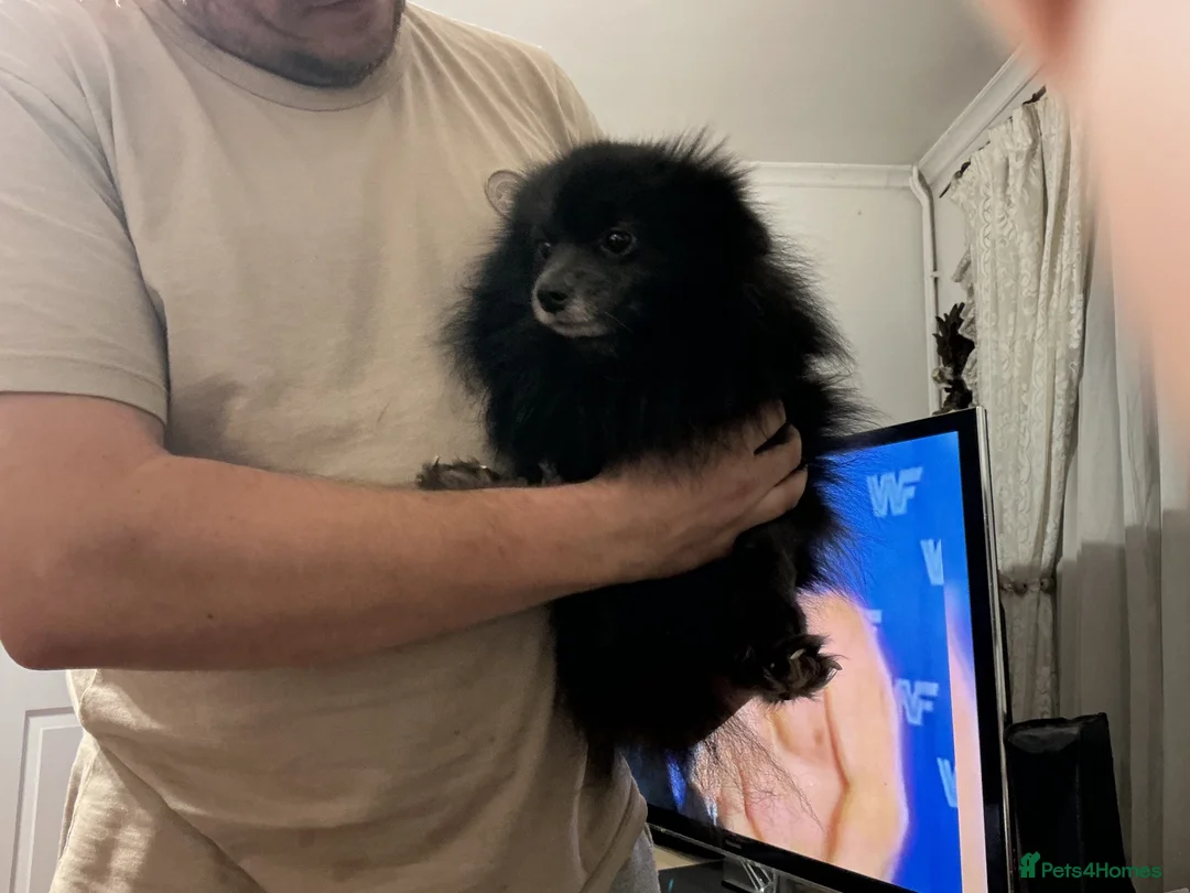 Mixed Breed dogs for sale: Pomeranian cross schnauzer in Colchester - Advert 2