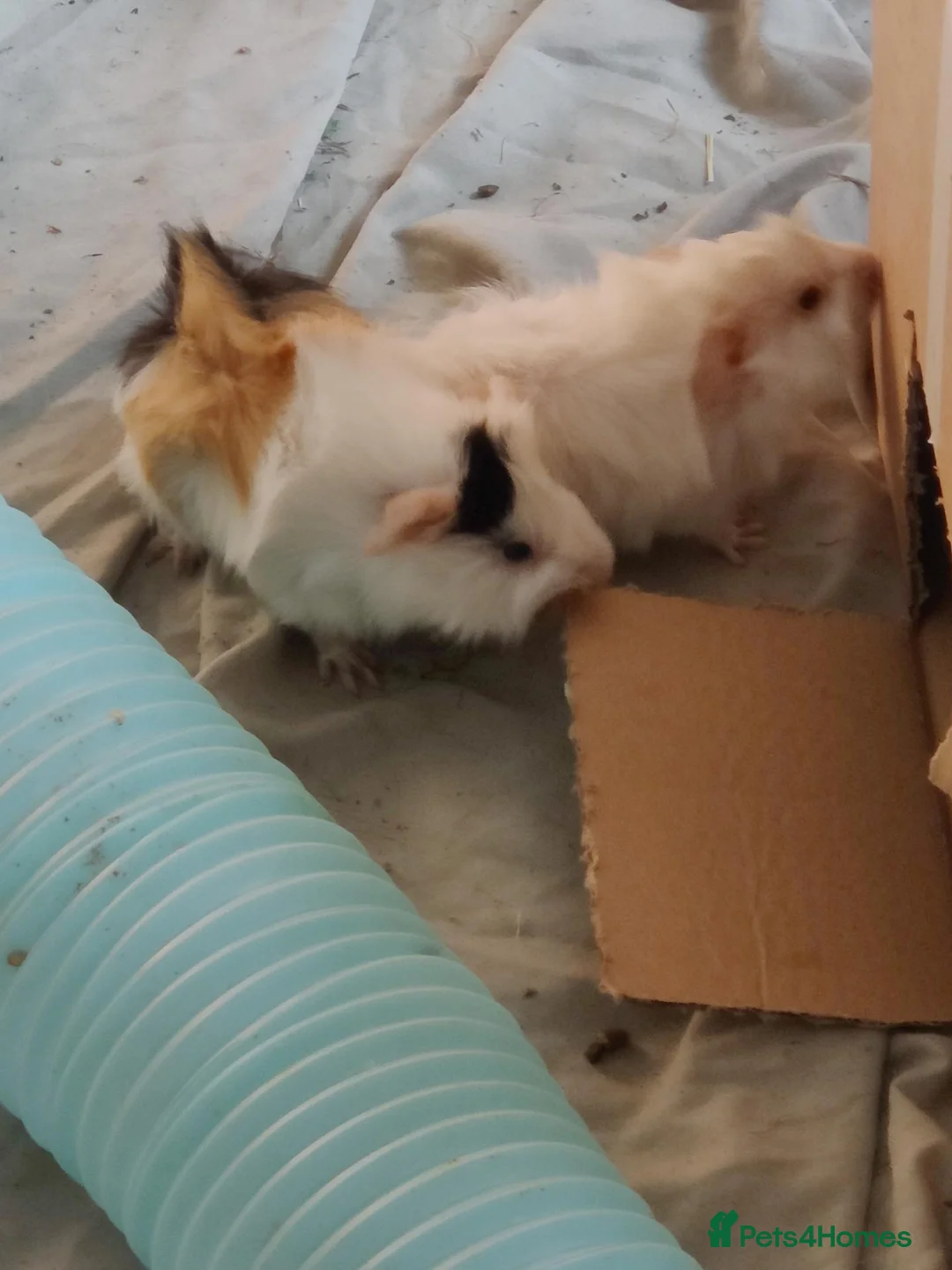 Guinea Pig rodents for sale: Beautiful guineas for sale  in Fleetwood - Advert 4