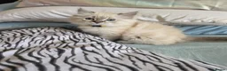 Persian cats for sale: Persain chinchilla blue eyes colourpoint kittens   - Advert 28