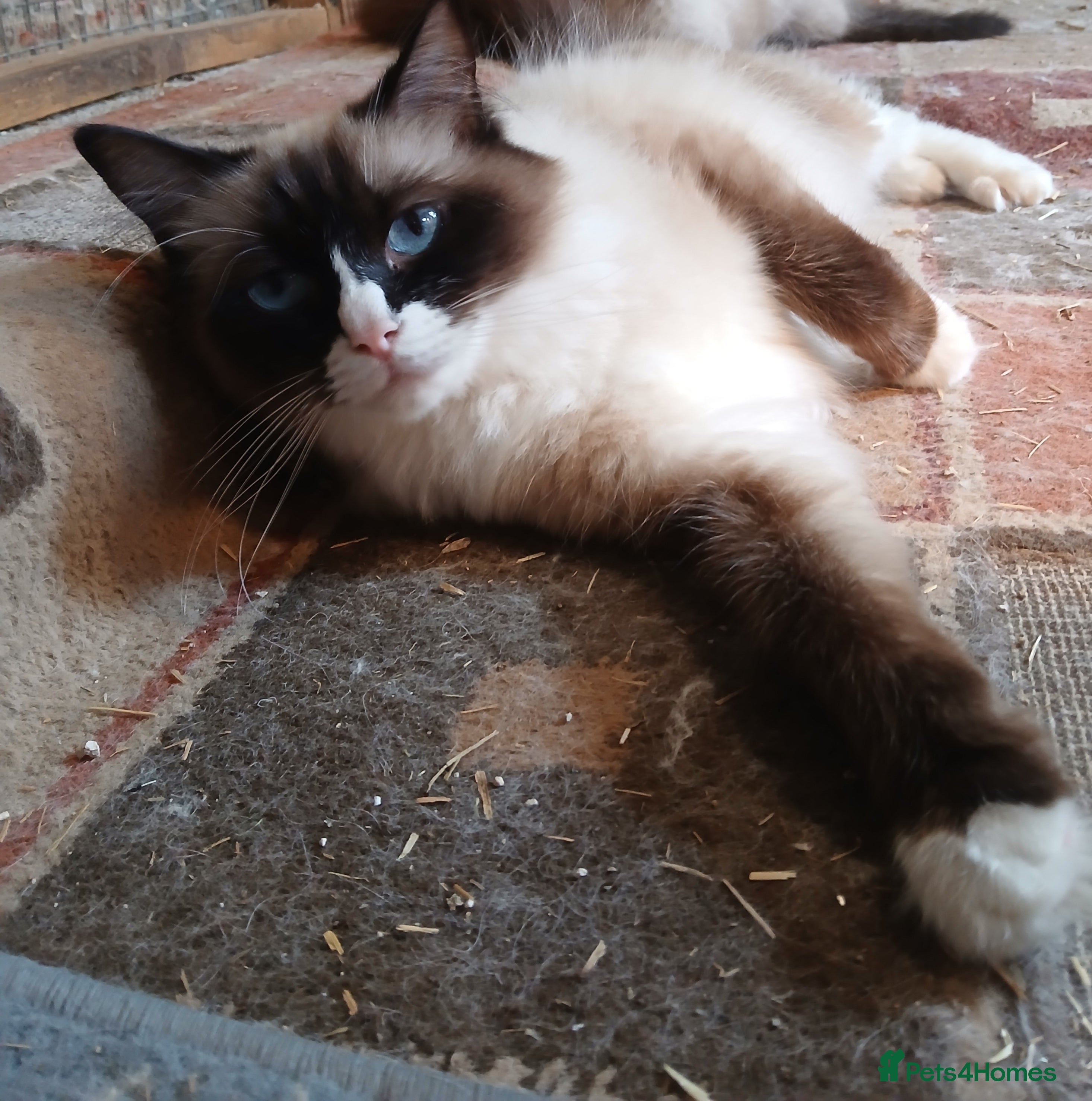 Ragdoll cats for sale: Female ragdoll kitten - Advert 1
