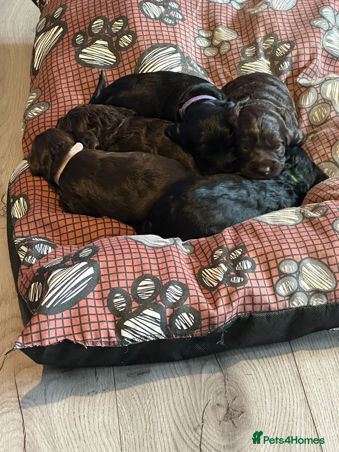 Cockapoo dogs for stud: **PROVEN**Beautiful Red F1 Cockapoo for Stud in Kilmarnock - Advert 9