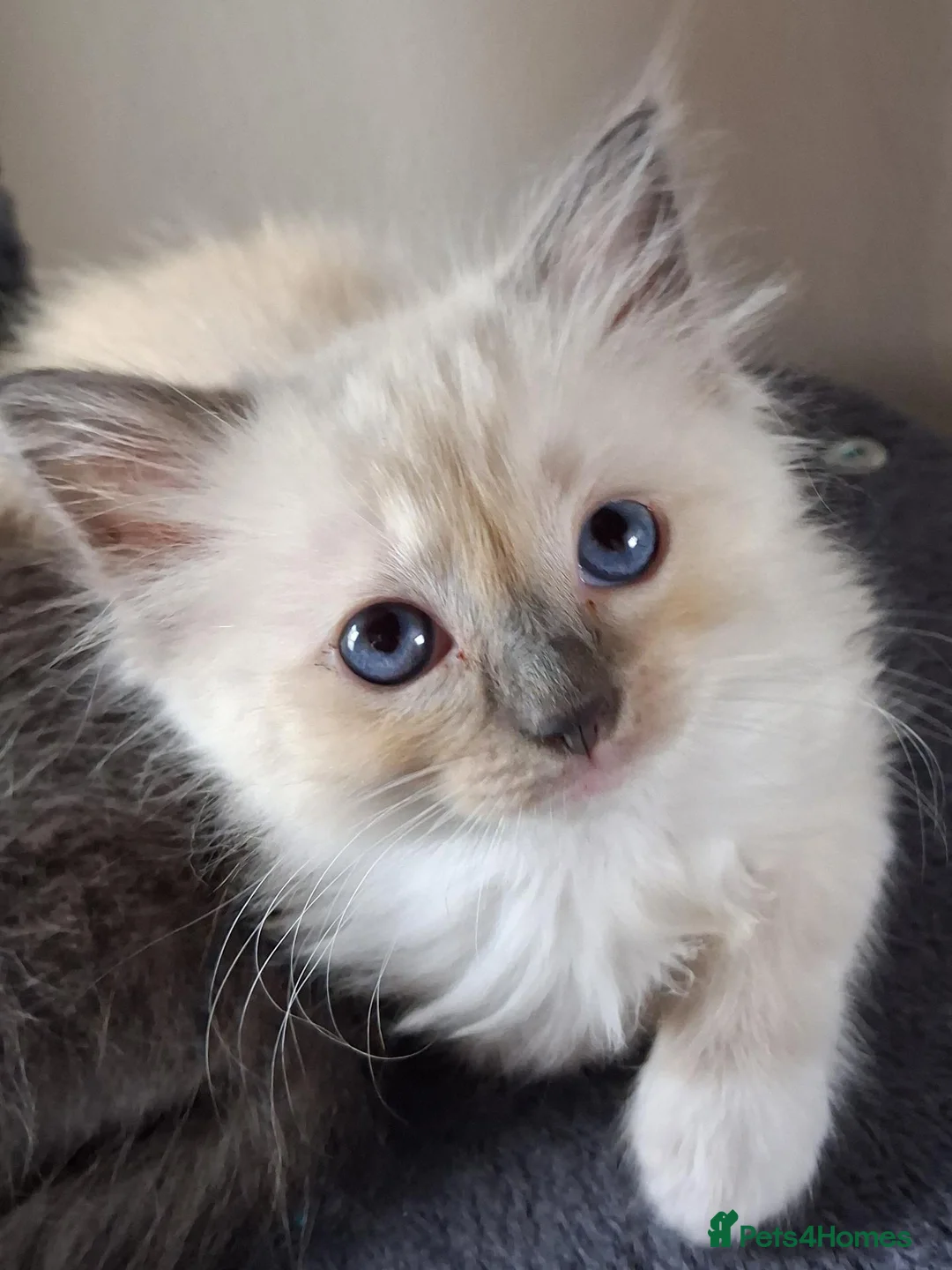 Ragdoll cats for sale: CUTE BLUE C/P RAGDOLL KITTENS  - Advert 1