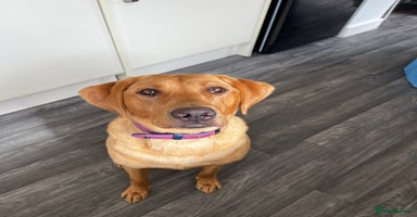 Labrador Retriever dogs - Advert 8