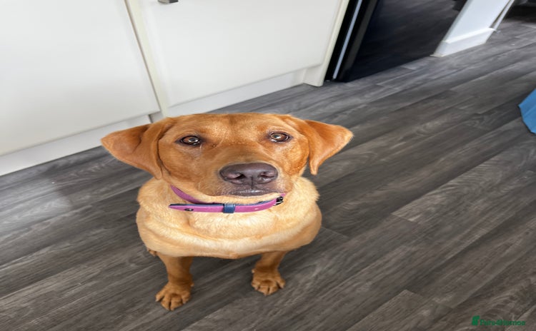 Labrador Retriever dogs - Advert 8