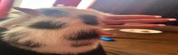 Ragdoll cats for sale: Ragdoll cross kittens mother is a purebred ragdoll - Advert 13