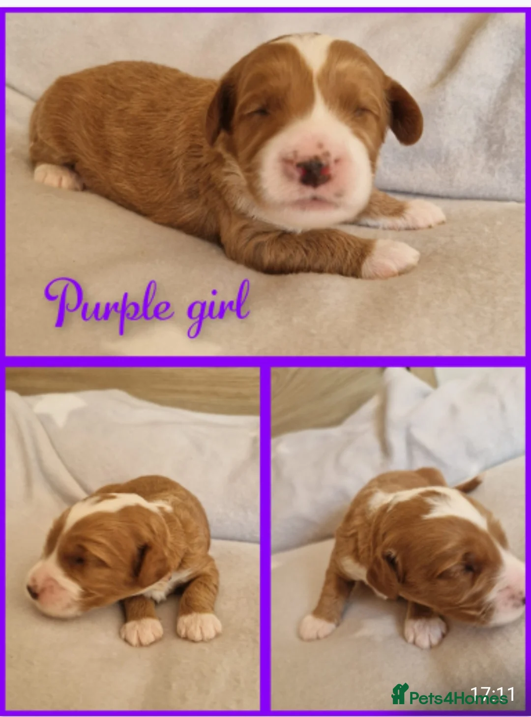 Labradoodle dogs for stud: Mr Lover Lover -"Bandit" Stunning Mini Doodle STUD in Bury Saint Edmunds - Advert 13