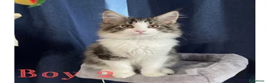Boy 2