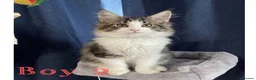 Maine Coon cats for sale: TICA EXCEPTIONAL GIANT & GENTLE MAINE COON KITTENS in Greenford - Advert 26