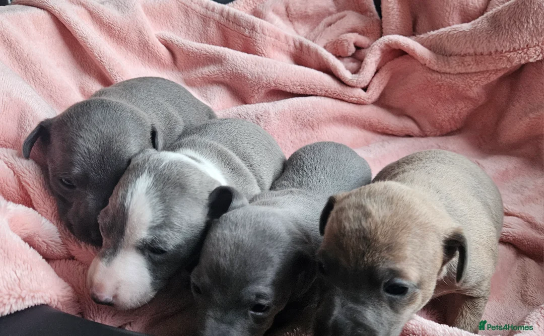 Italian Greyhound dogs for sale: Gorgeous Wiggy puppies 3/4 IG 1/4 Whippet - Advert 1
