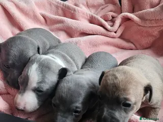 Italian Greyhound dogs Gorgeous Wiggy puppies 3/4 IG 1/4 Whippet - Advert 7