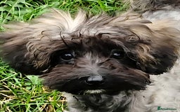 Maltipoo dogs for sale: Very Small Maltipoo Girl Puppy - Image 1