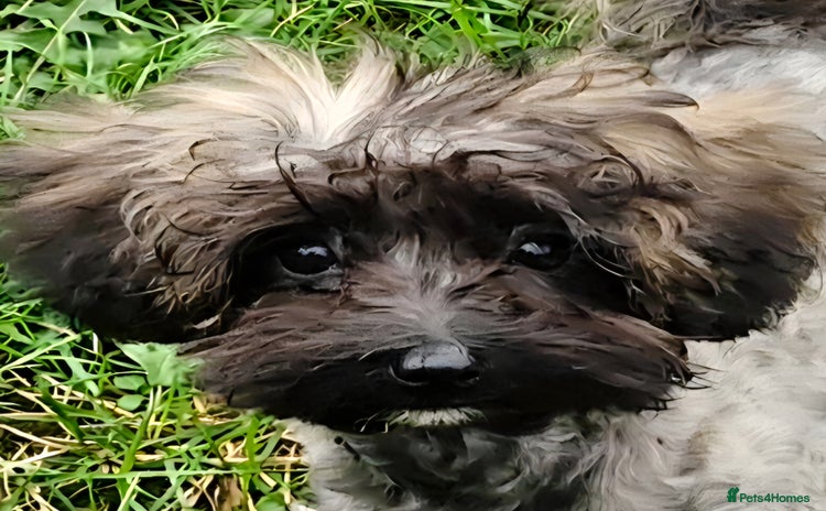 Maltipoo dogs - Advert 1