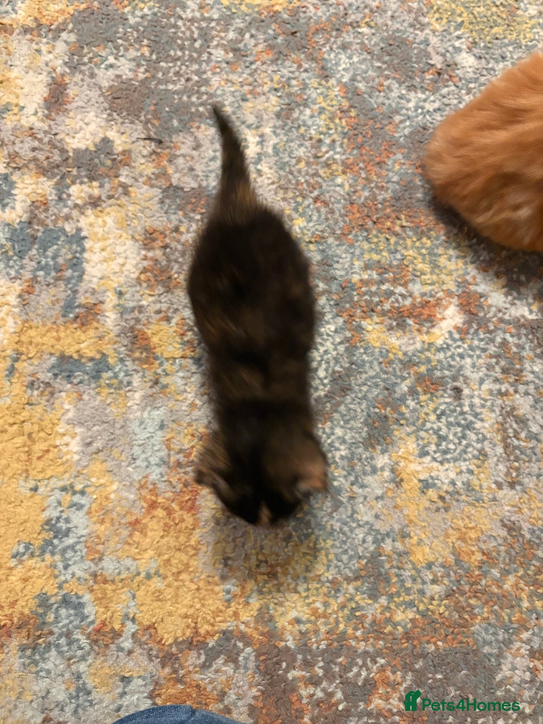 Mixed Breed cats for sale: Beautiful female Kitten 4 weeks old  - Advert 9