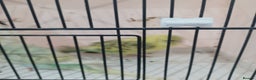 Budgerigars birds for sale: BUDGIES FOR SALE  - Advert 8