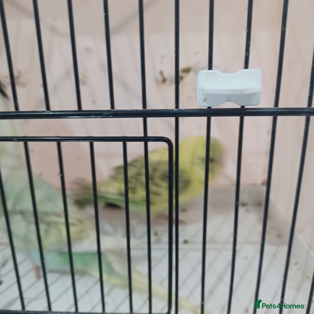 Budgerigars birds for sale: BUDGIES FOR SALE  - Advert 8