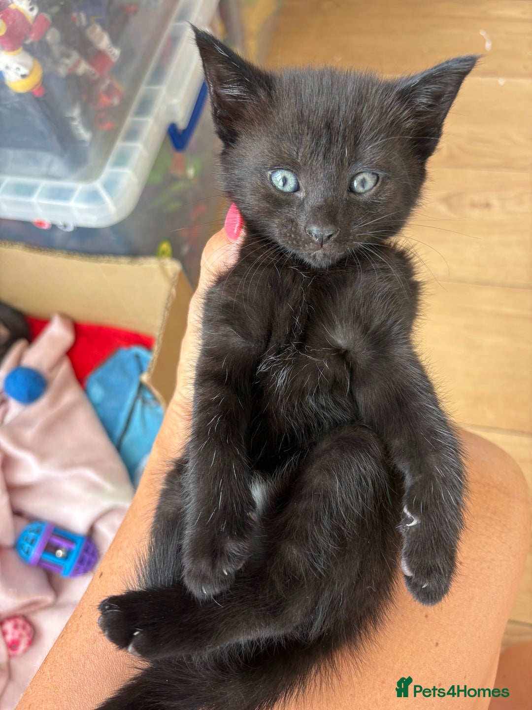 Mixed Breed cats for sale: Last baby boy left - Image 2