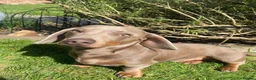 Miniature Dachshund dogs for stud: KC Reg Isabella & tan carrying long hair / pied in Welwyn - Advert 16