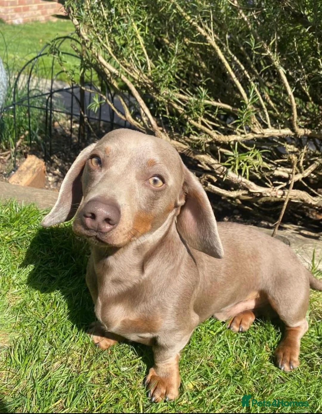 Miniature Dachshund dogs for stud: KC Reg Isabella & tan carrying long hair / pied in Welwyn - Advert 16