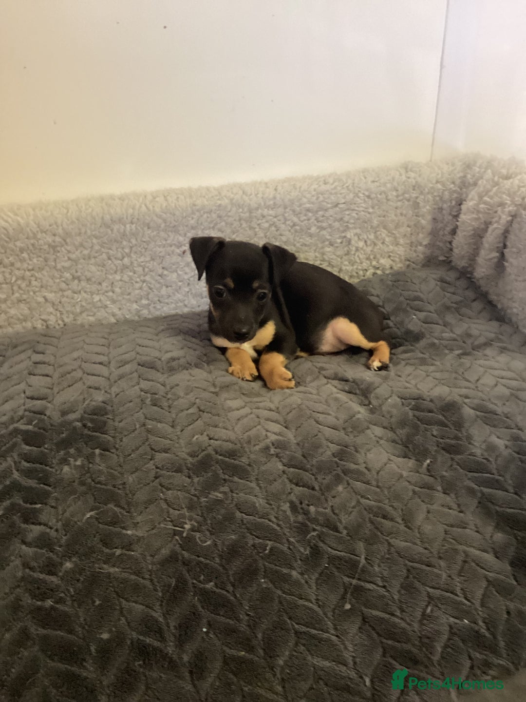 Jack Russell dogs for sale: Jack Russell puppies  - Image 16