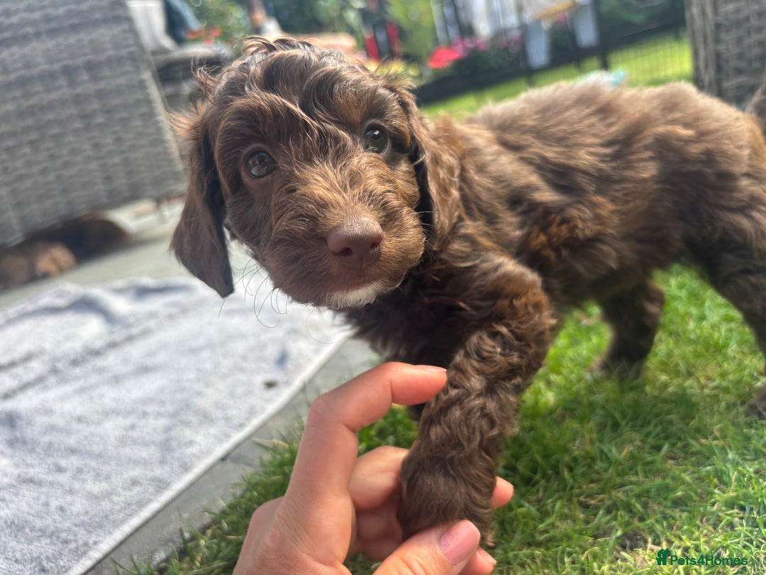 Cockapoo dogs for sale: Cockapoo puppies F1b - Image 17