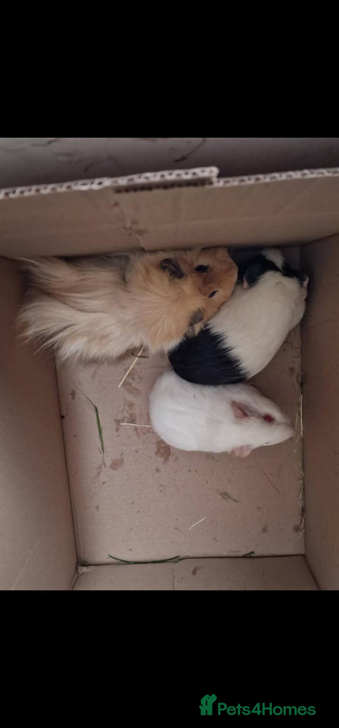 Guinea Pig rodents for sale: Guinea pigs needing homes  - Advert 4