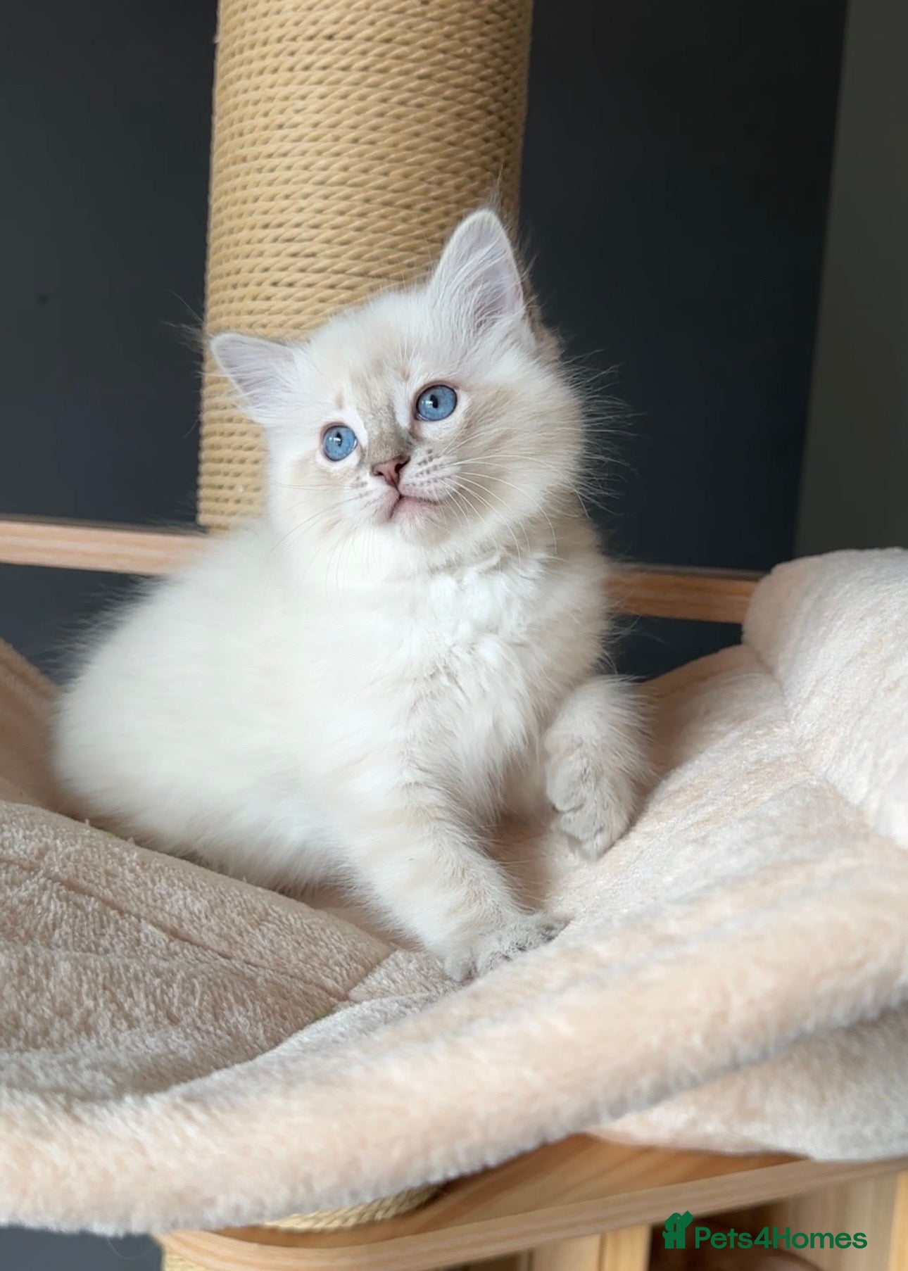 Ragdoll cats for sale: Ragdoll Kittens GCCF & Health Tested  - Advert 11