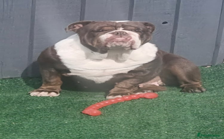 English Bulldog dogs Female English Bulldog For Sale  - Advert 1