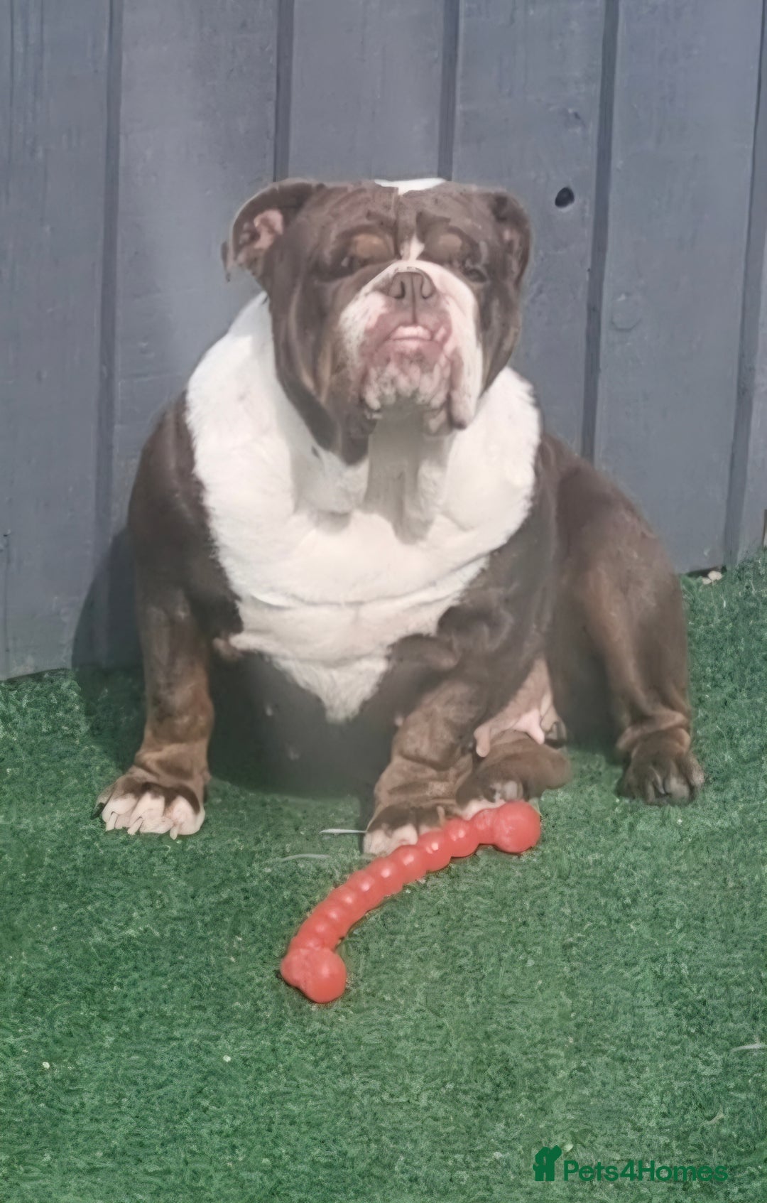 English Bulldog dogs for sale: Female English Bulldog For Sale  - Advert 1