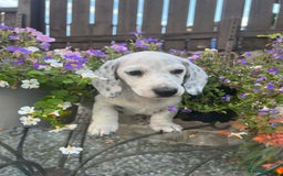 Miniature Dachshund dogs for sale: KC Miniature Smooth Dachshund  - Image 4