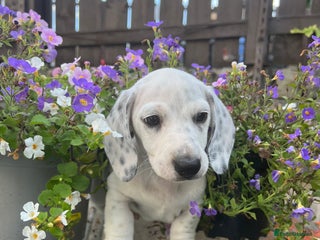 Miniature Dachshund dogs Miniuature Smooth Dachshund - Advert 10