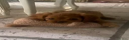 Cavalier King Charles Spaniel dogs for sale: Beautiful Cavalier King Charles Spaniel Puppies - Advert 13