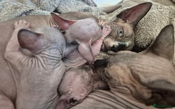 Sphynx cats for sale: Blue eyes short legged babies ! Seal mink - Image 5