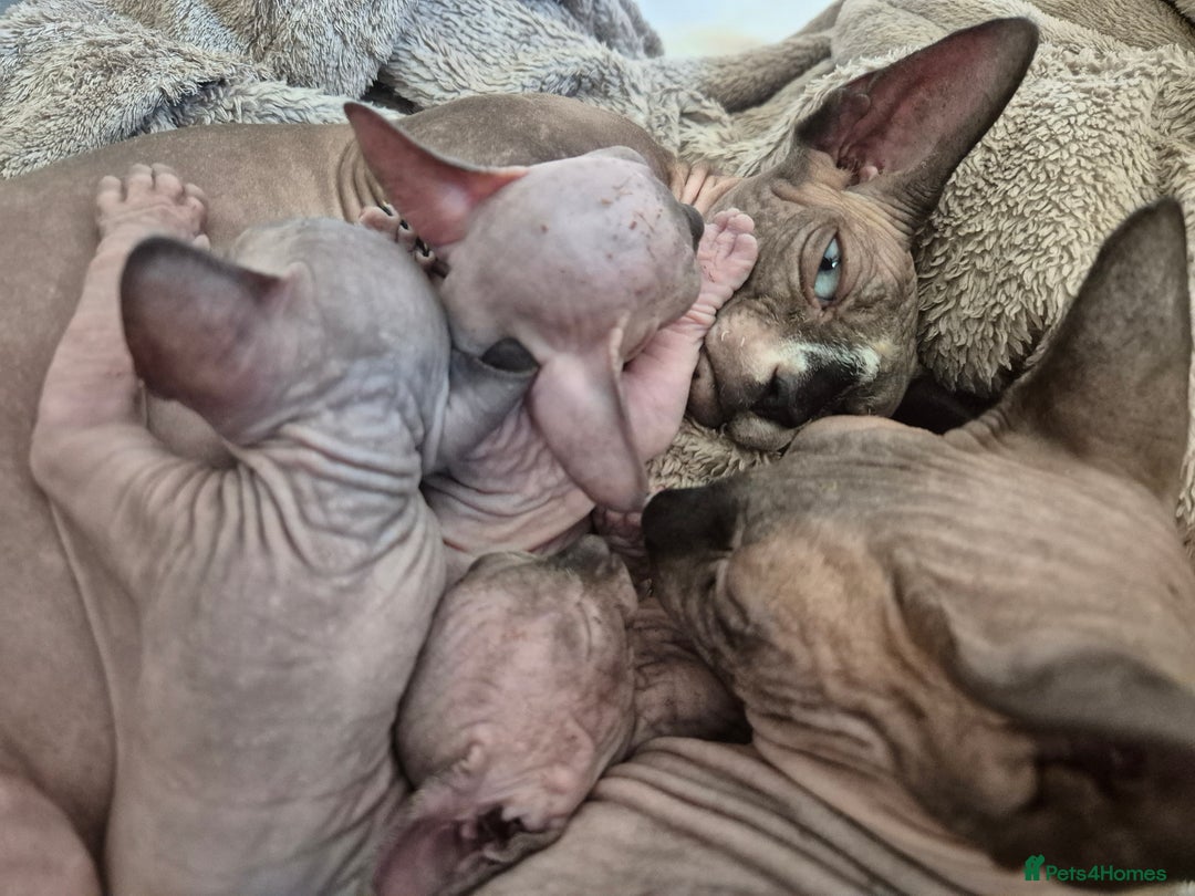 Sphynx cats for sale: Blue eyes short legged babies ! Seal mink - Image 5