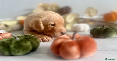 Labrador Retriever dogs - Advert 8