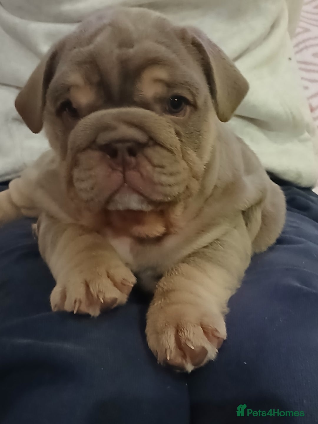 English Bulldog dogs for sale: Stunning  chunky English bulldog puppies  - Advert 19
