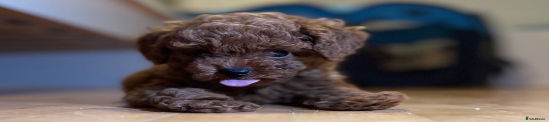 Toy Poodle Puppy 7