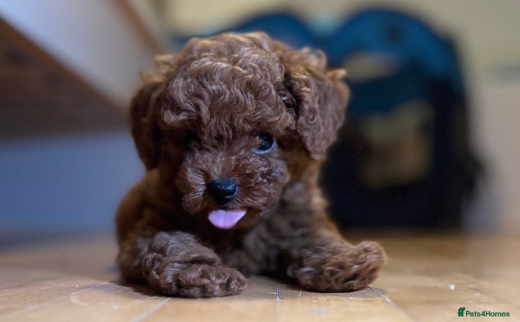 Toy Poodle dogs - Advert 13