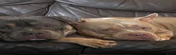 American Bulldog dogs for adoption: Jackson - Advert 7