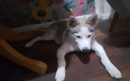Siberian Husky dogs for sale: ONLY 2 PUPPIES LEFT!!! - Image 14