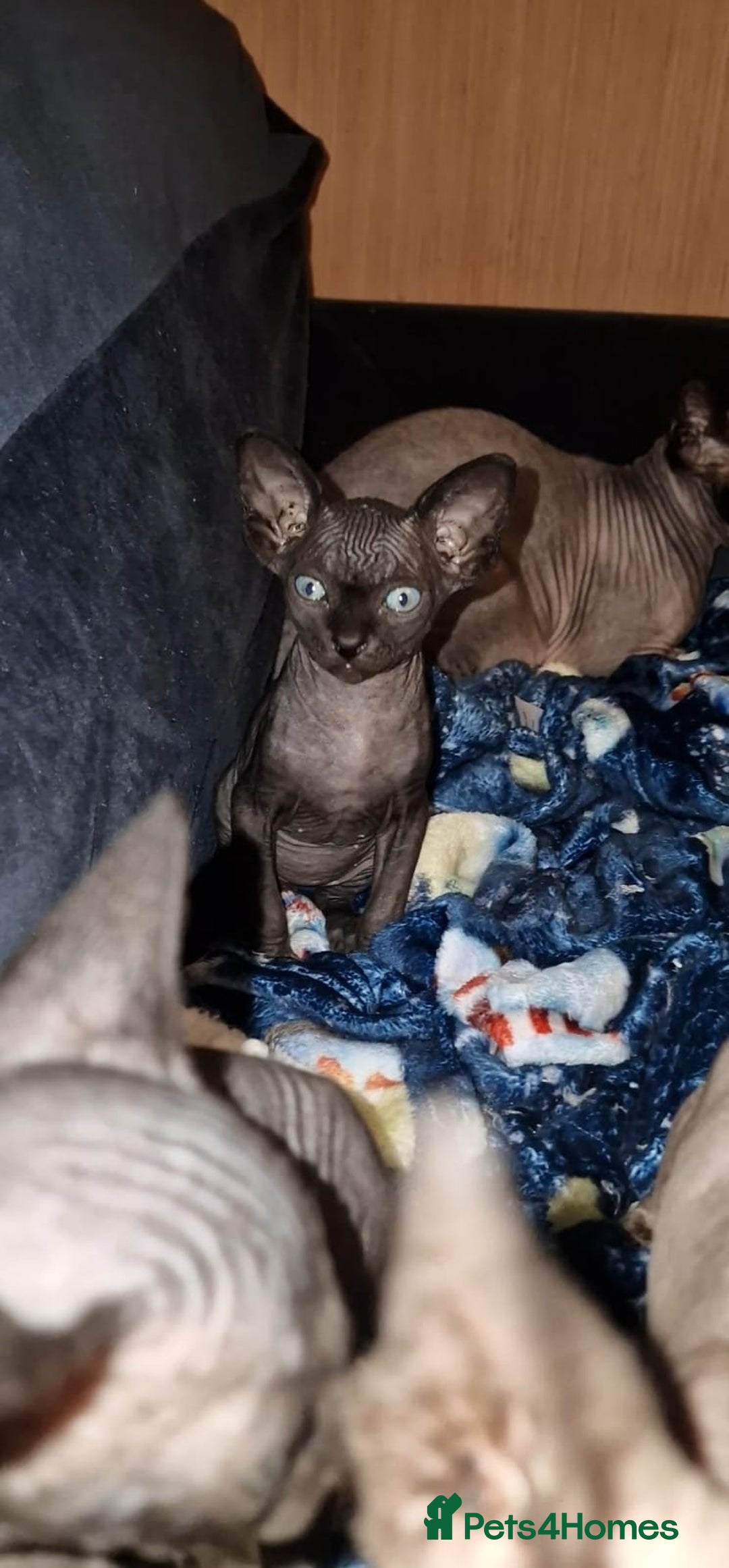 Sphynx cats for sale: Gorgeous Canadian sphynx kittens  - Advert 2