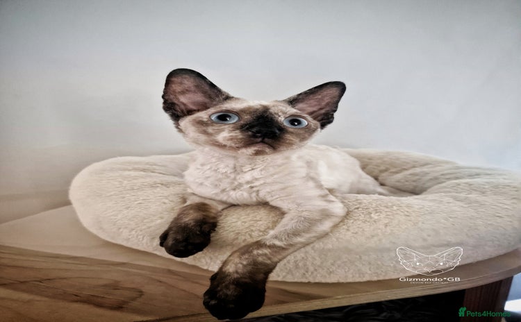 Devon Rex cats in Derby - Advert 1