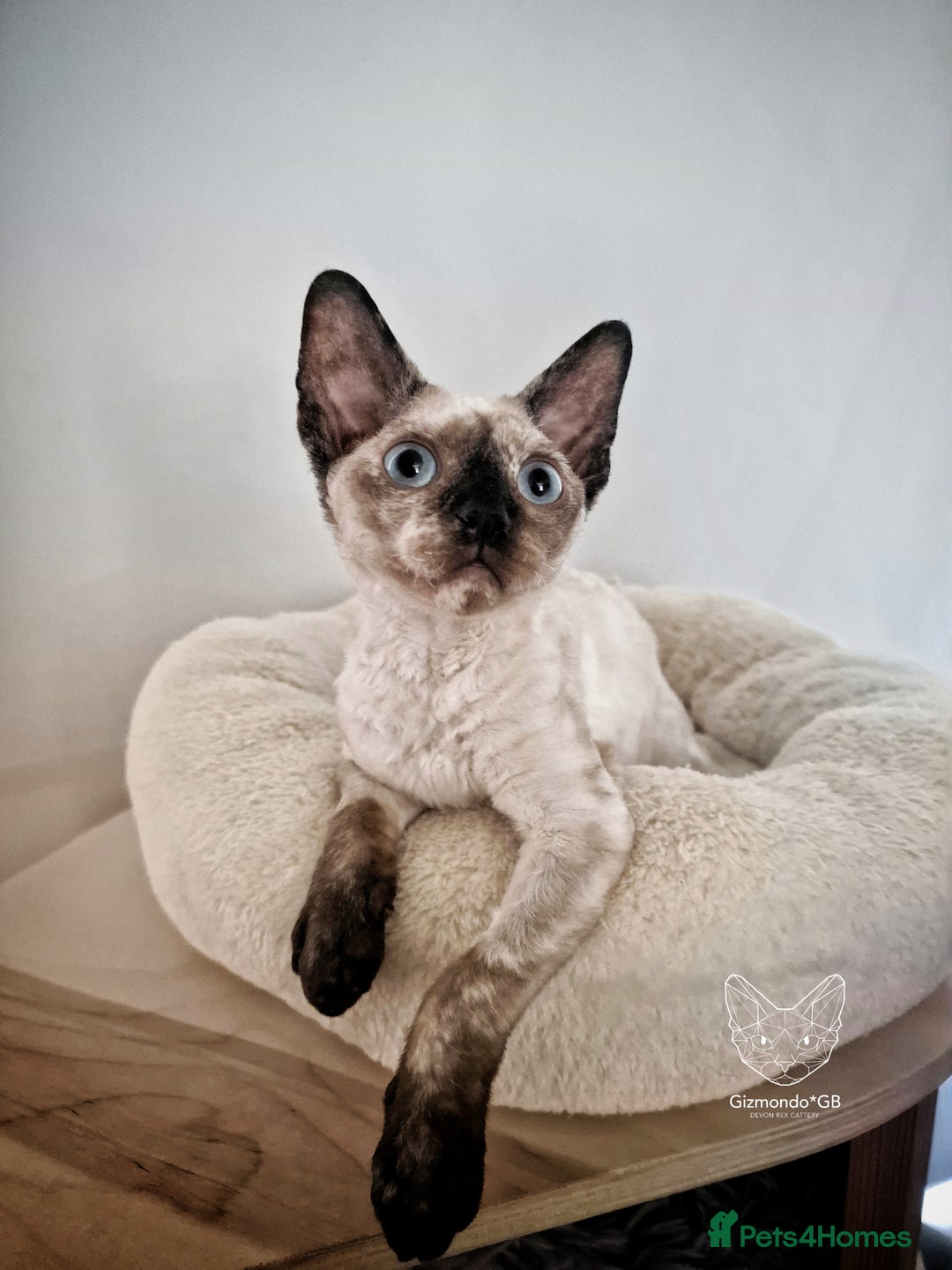 Devon Rex cats for sale: 💙 Ready now 💙 Last blue-eyed Devon Rex Girl 💙1 in Derby - Image 3