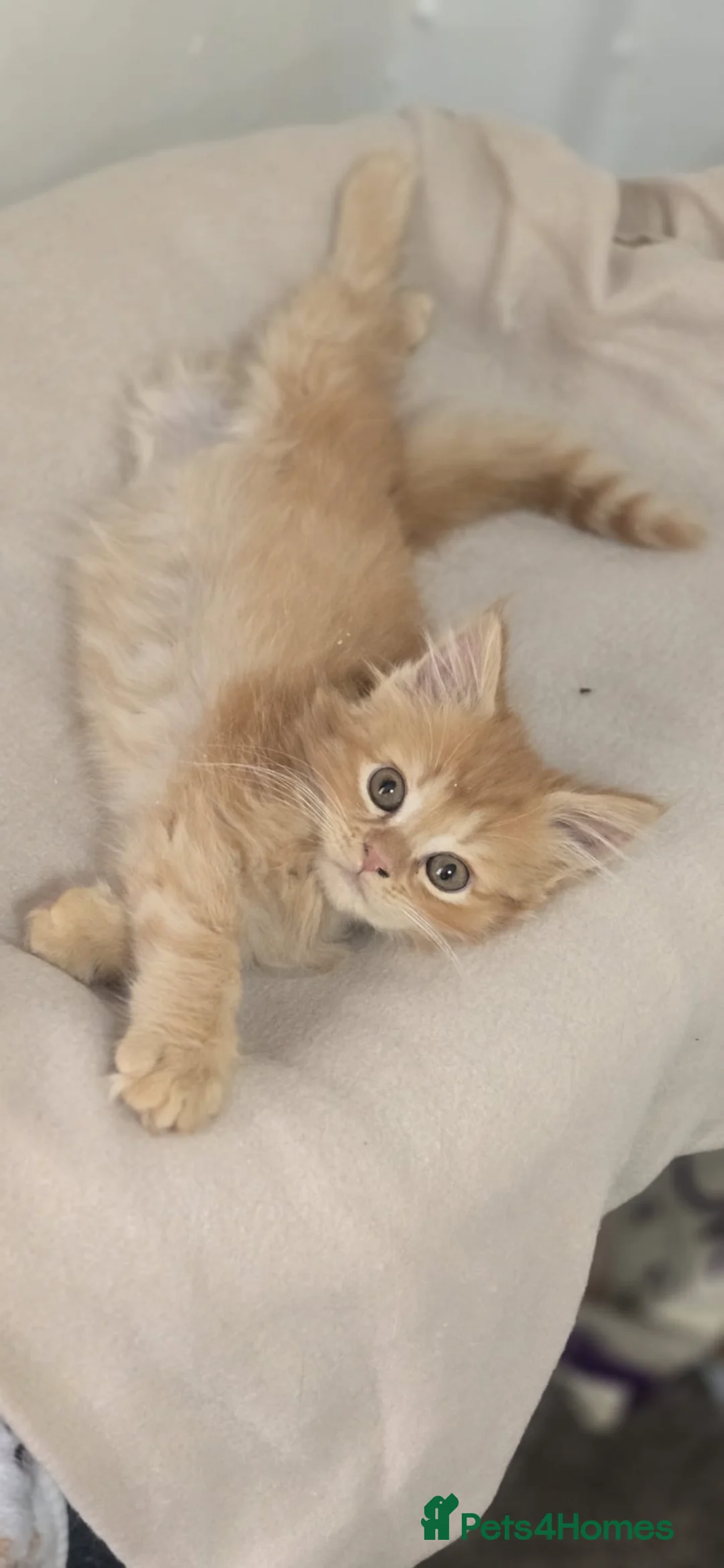 Mixed Breed cats for sale: Maine coon ragdoll  - Advert 7