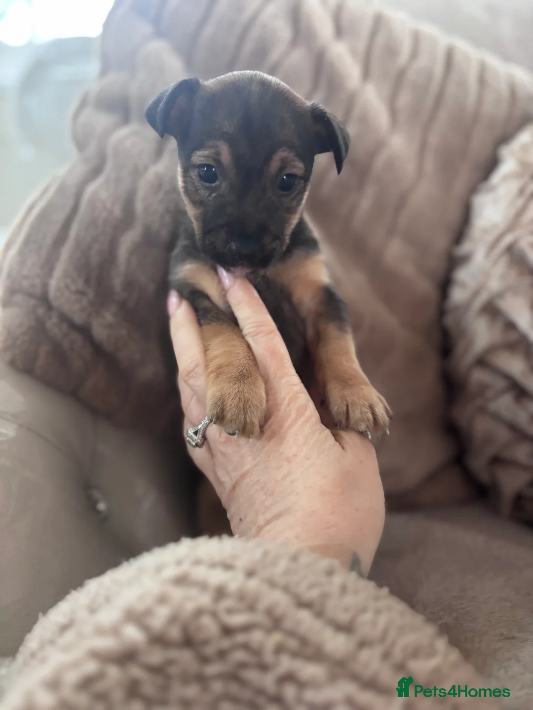 Jack Russell dogs for sale: Chunky Jack Russell pups - Advert 10