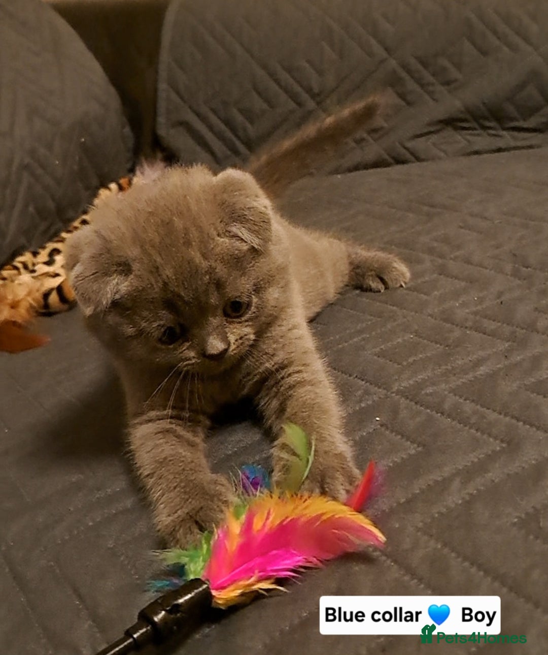 British Shorthair cats for sale: ONE KITTEN FOLD EARS IS AVAILABLE  - Advert 5