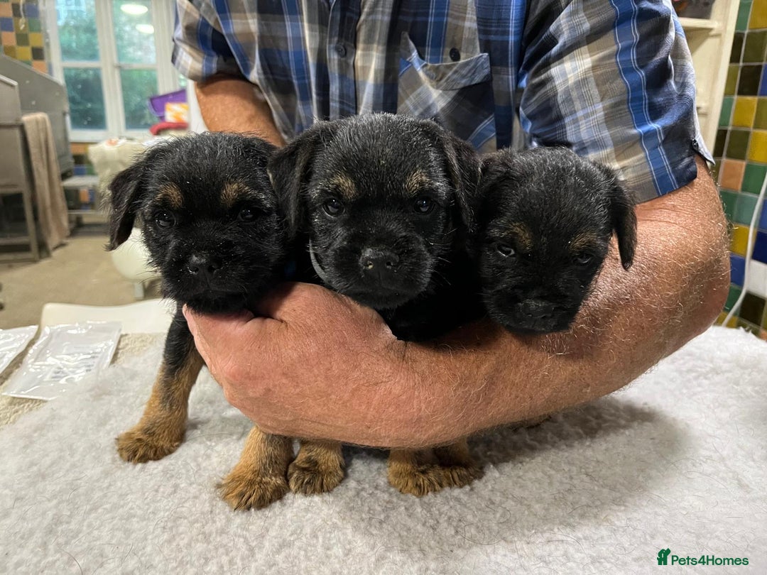 Border Terrier dogs for sale: Beautiful border terrier pups for sale In Kent - Image 13